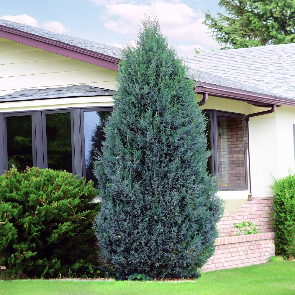'Medora' Upright Juniper