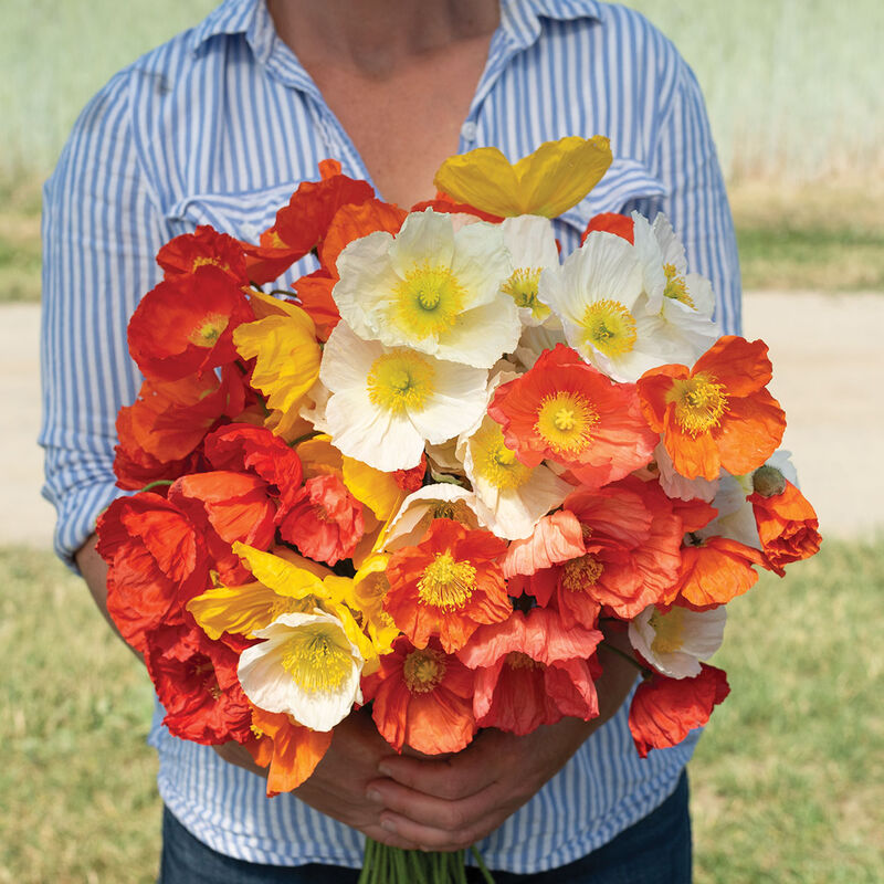 'Champagne Bubbles' Iceland Poppy