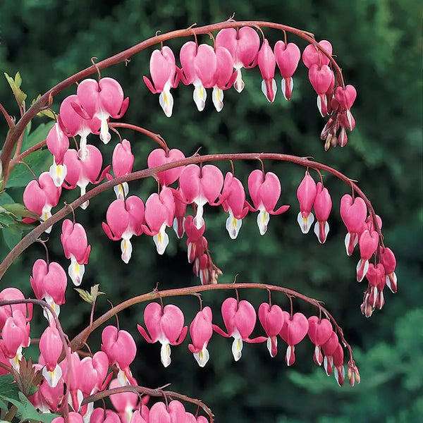 Bleeding Heart - Common Pink