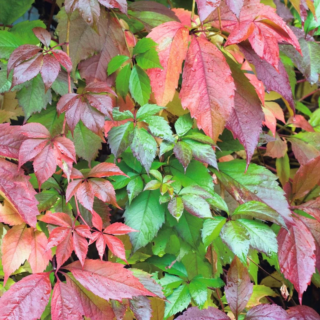 Virginia Creeper