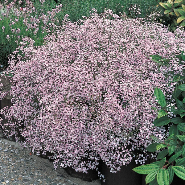 'Rosy Veil' Baby's Breath
