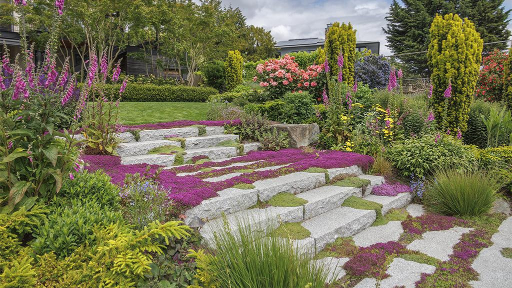 Creeping Red Thyme