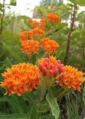 Butterfly Milkweed
