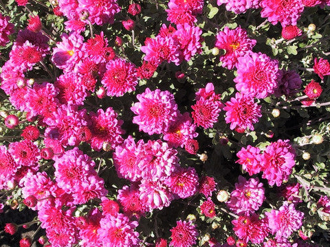 Chrysanthemum 'Morden Fiesta' Hardy Mum