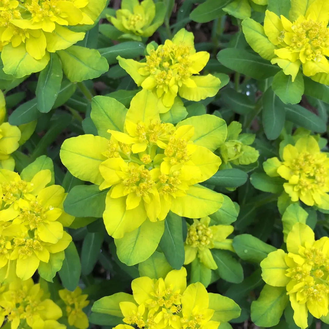Cushion Spurge