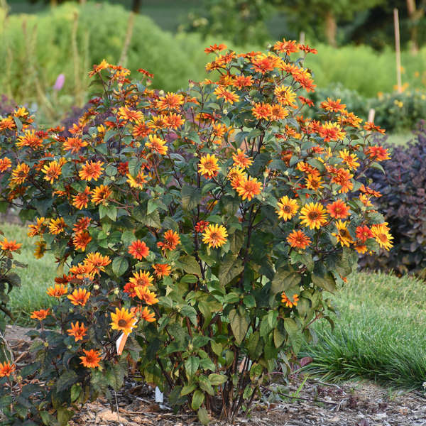 'Bleeding Hearts' False Sunflower