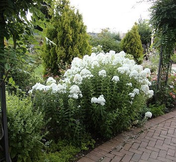 Flame White Garden Phlox