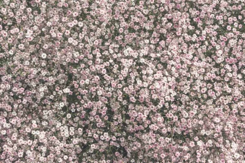 'Rosy Veil' Baby's Breath
