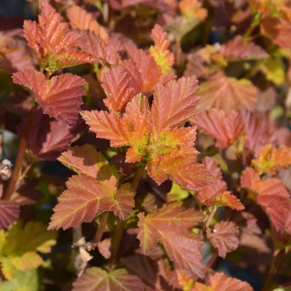 'Amber Jubilee' Ninebark
