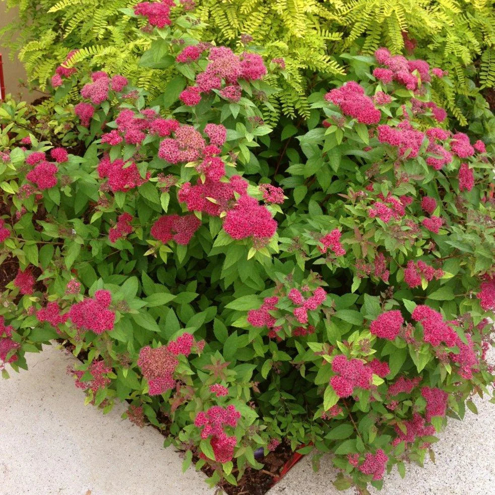 Spiraea - Double Play Doozie 'Red'