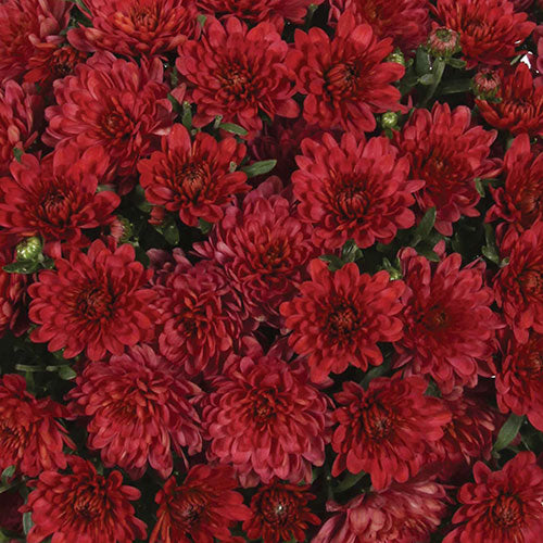 Chrysanthemum 'Morden Garnet' Hardy Mum