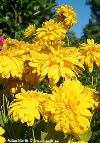 'Goldquelle' Double Black-Eyed Susan