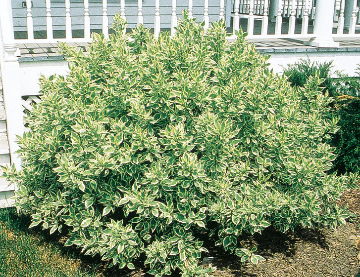 'Ivory Halo' Dogwood