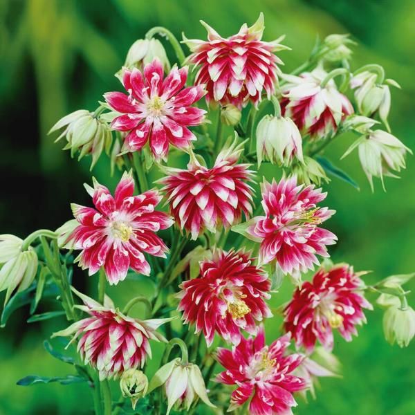 'Nora Barlow' Columbine