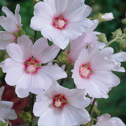 'Barnsley' Mallow