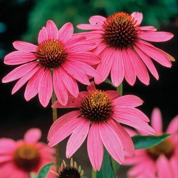 'Magnus' Coneflower