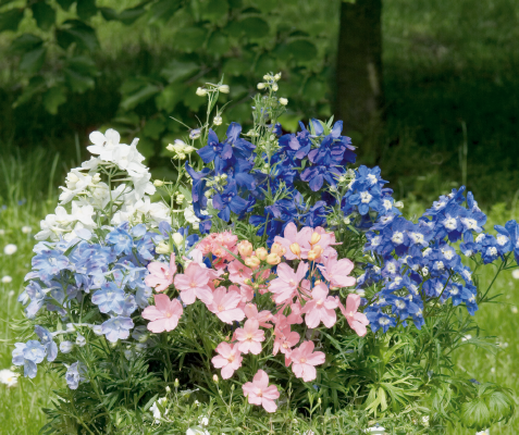 'Summer Morning' Dwarf Larkspur