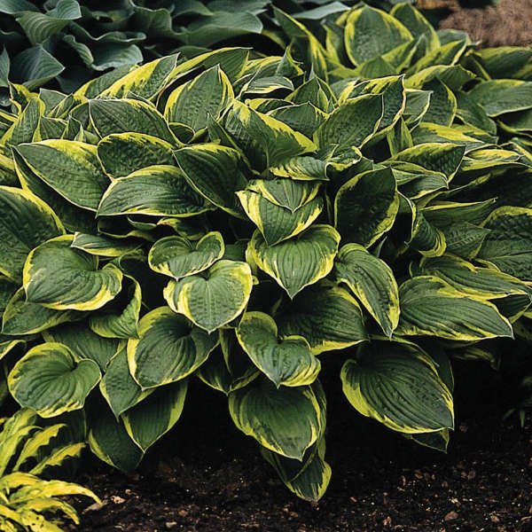 Hosta - 'Fortunei Aureomarginata'