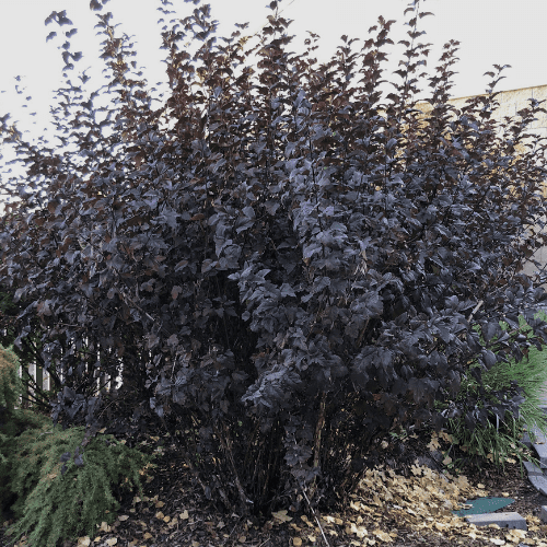 'Diabolo' Ninebark