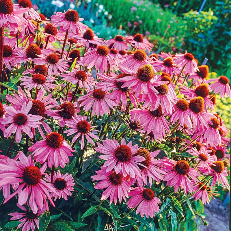 'Magnus' Coneflower