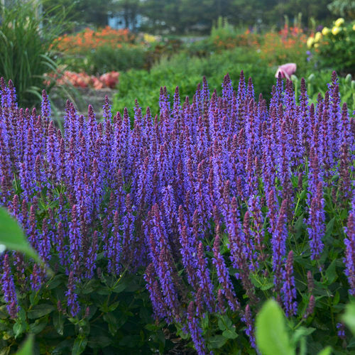 Salvia - 'Caradonna'