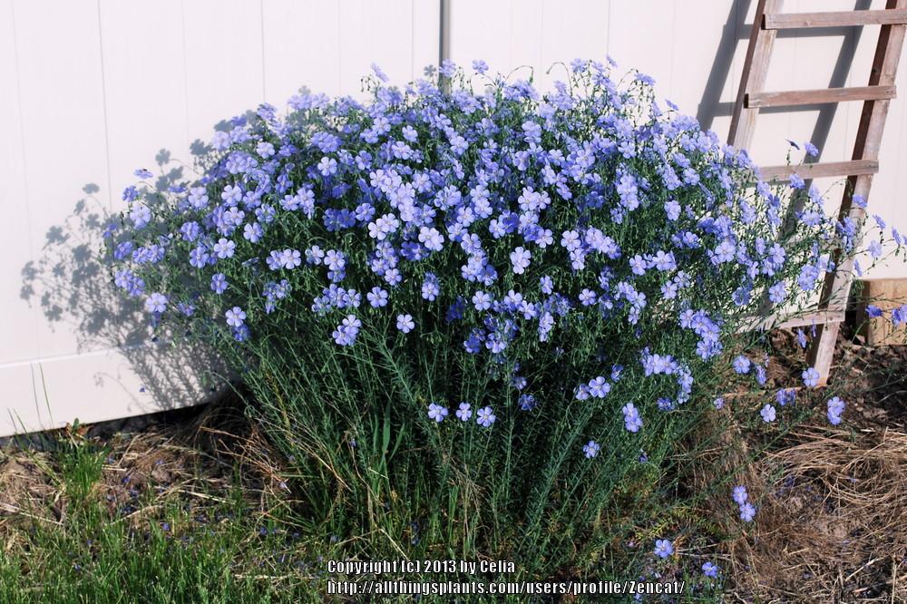 Blue Perennial Flax