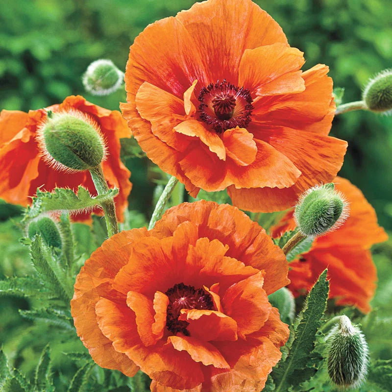 Oriental Poppy