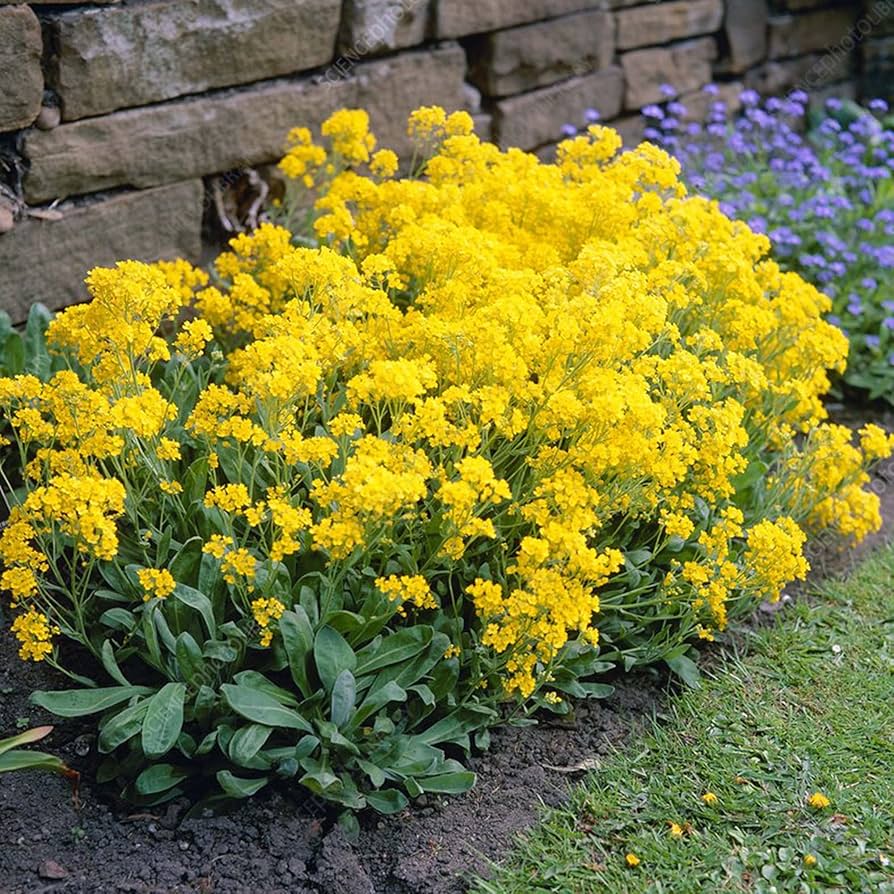 'Compacta' Basket of Gold