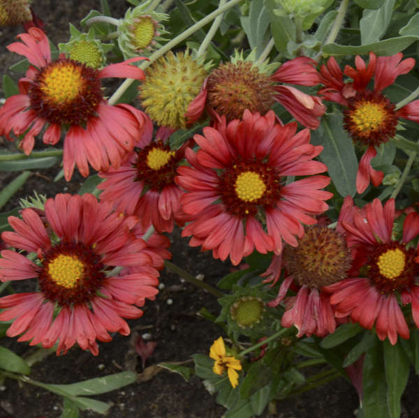 'Burgundy' Blanket Flower