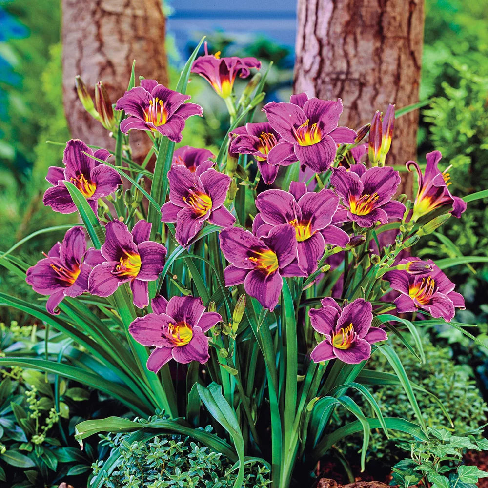 'Purple D'Oro' Daylily