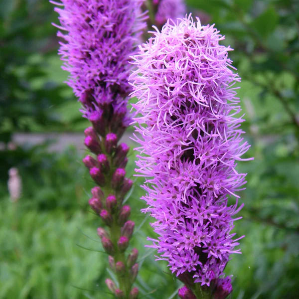 Blazing Star