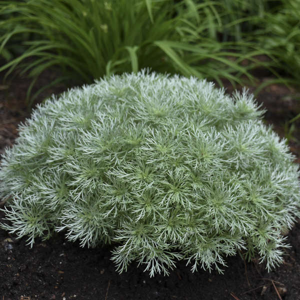 Artemisia 'Silver Mound'
