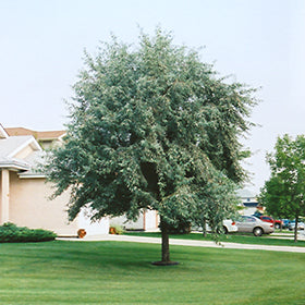 Russian Olive