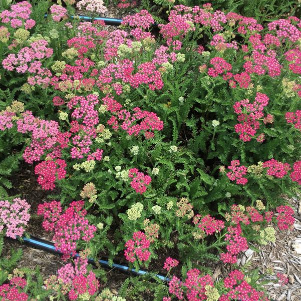 'Milly Rock Rose' Yarrow
