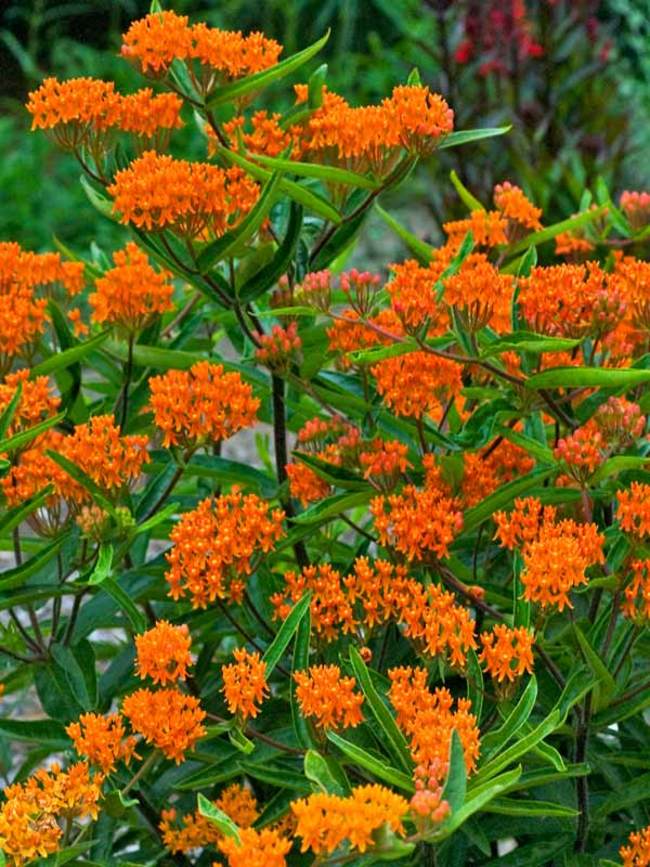 Butterfly Milkweed