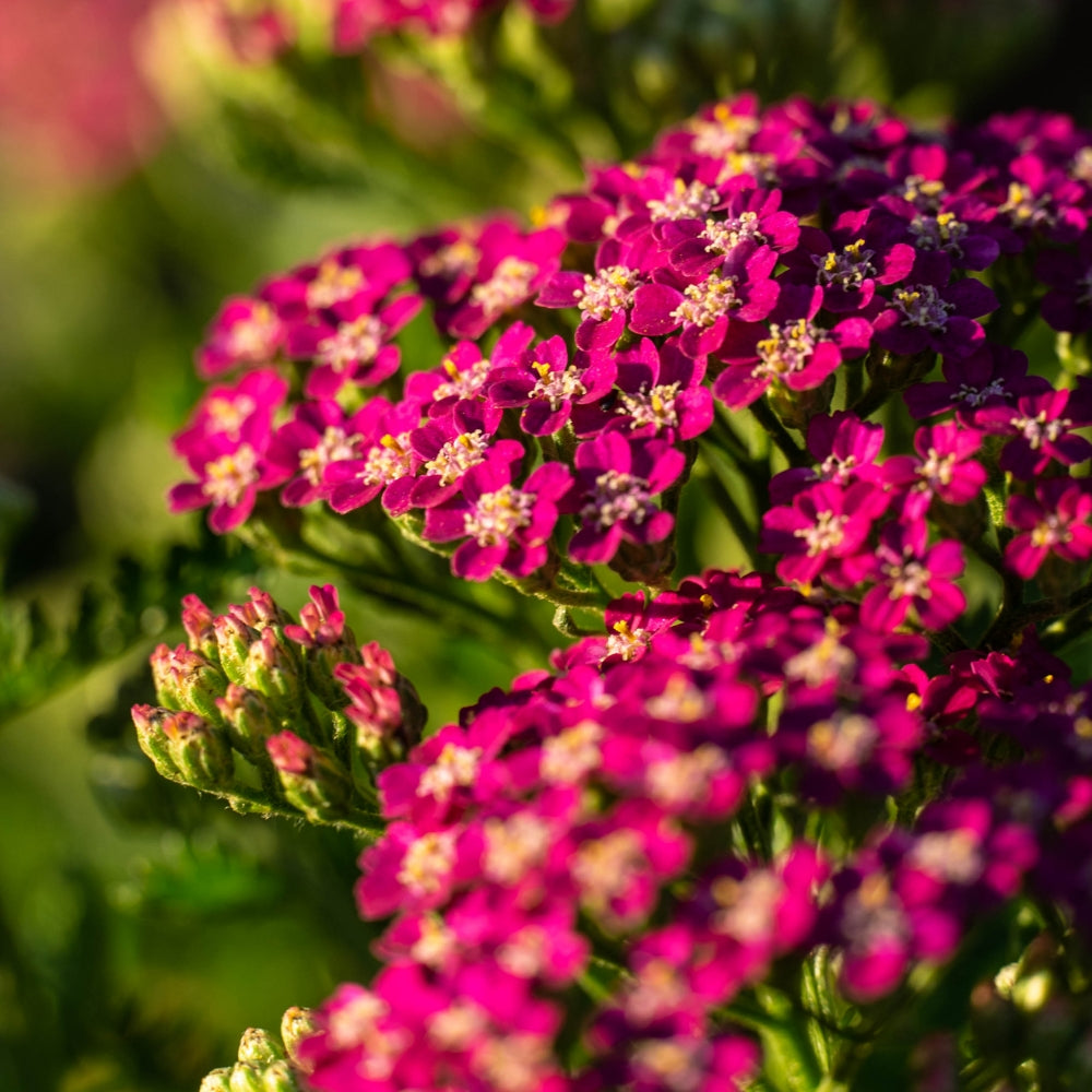 'Milly Rock Rose' Yarrow