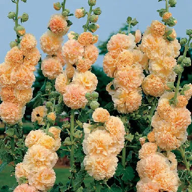 'Peaches N Dreams' Hollyhock