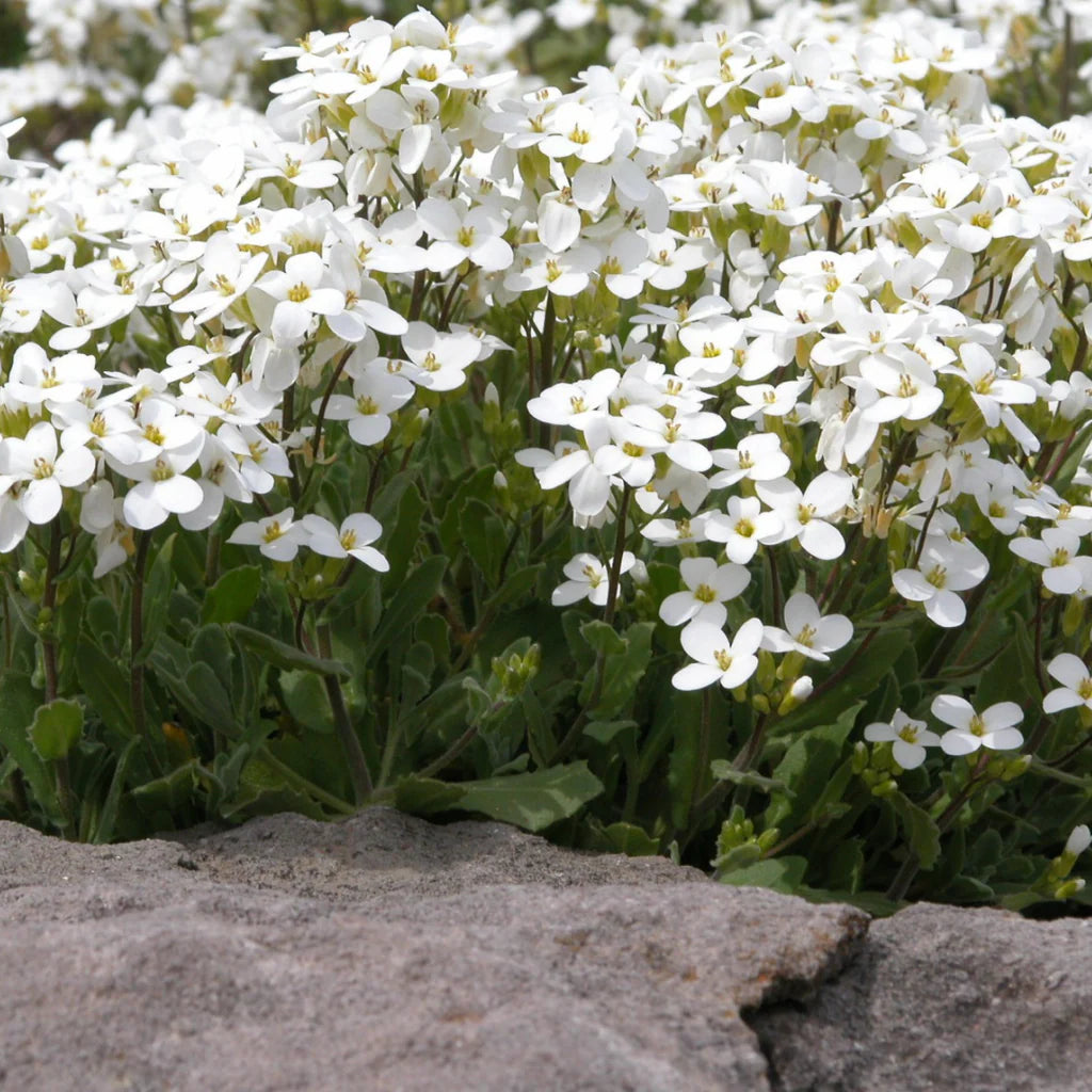 'Snowcap' Rockcress