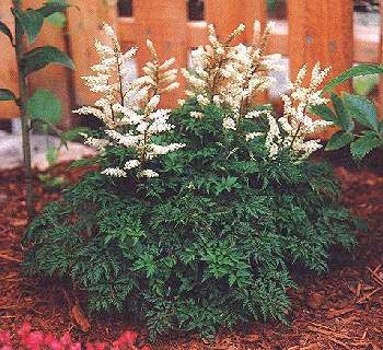 Dwarf Goatsbeard