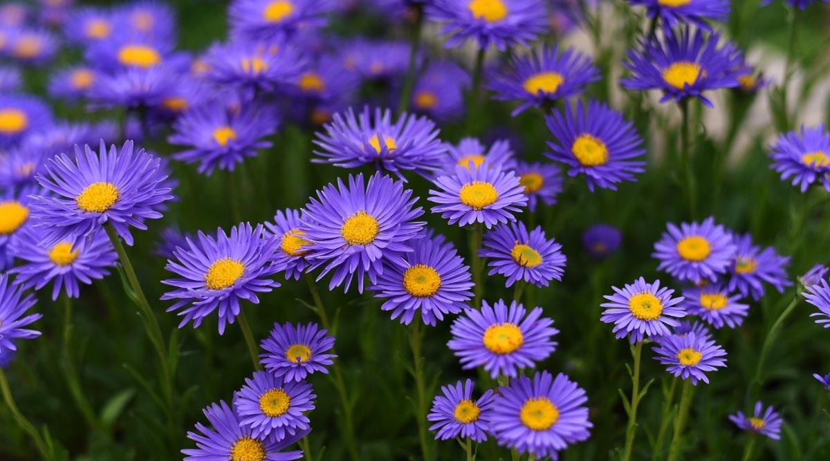 'Dark Beauty' Blue Aster