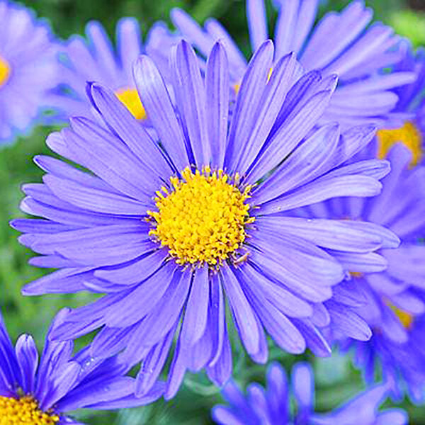 'Dark Beauty' Blue Aster