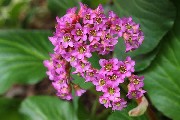 Bergenia 'Cambridge Rose' / Heartleaf