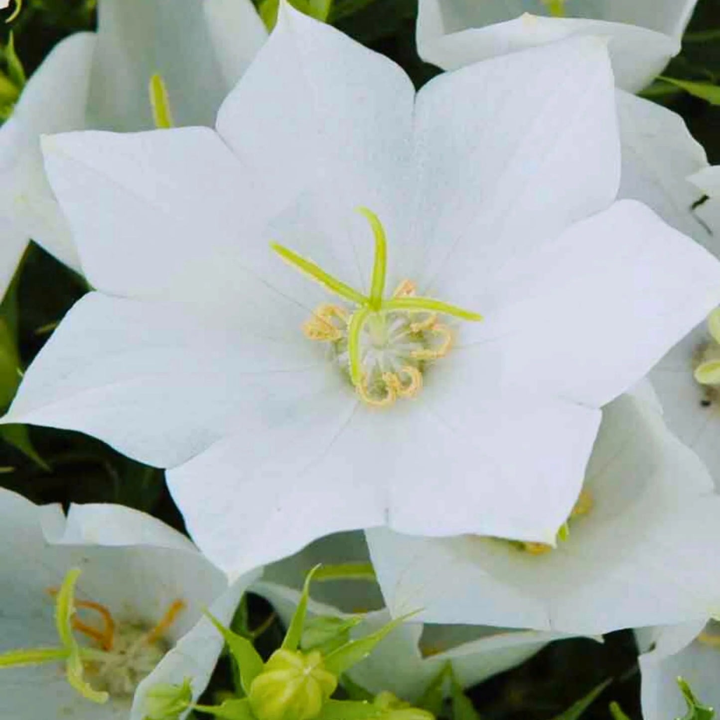 'White Clips' Bellflower