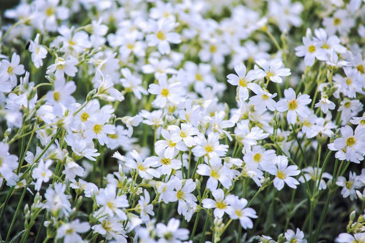 Snow-in-Summer