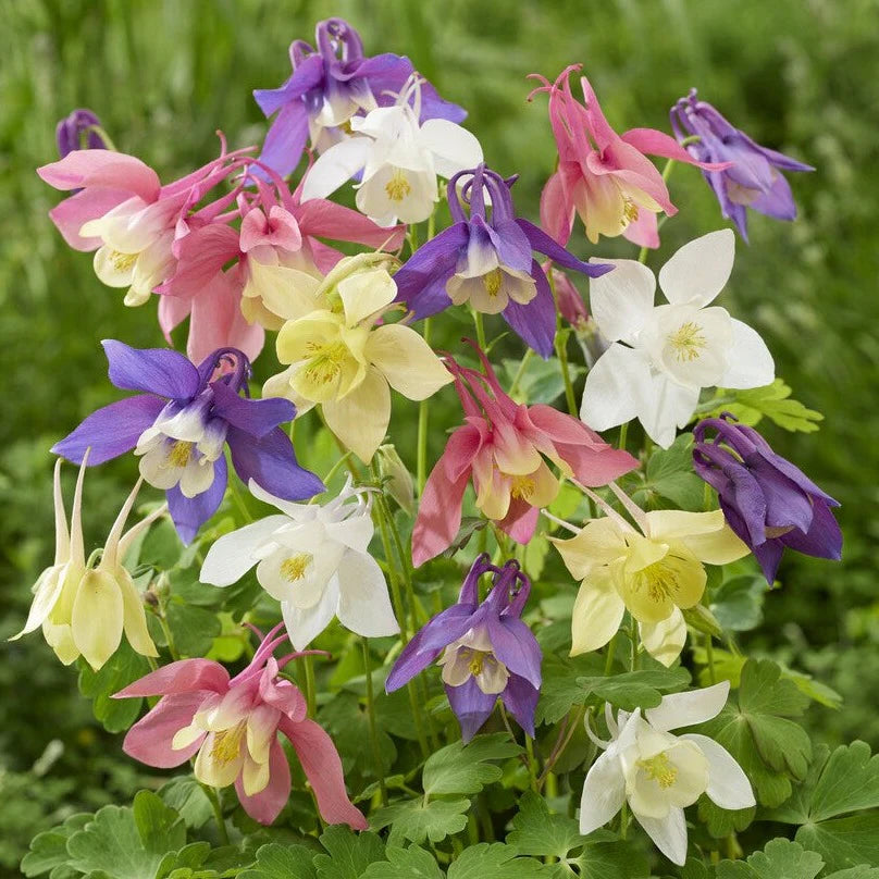 'Origami Mix' Columbine
