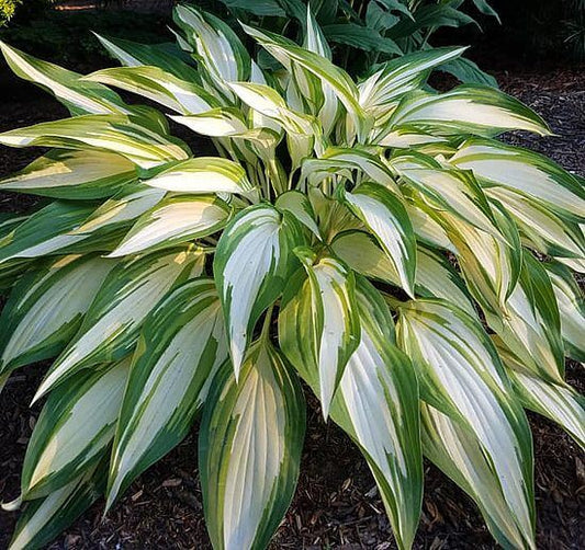 Hosta - 'Cool as a Cucumber'
