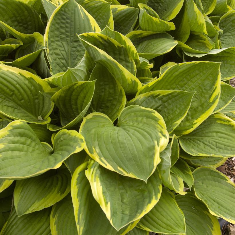 Hosta - 'Fortunei Aureomarginata'