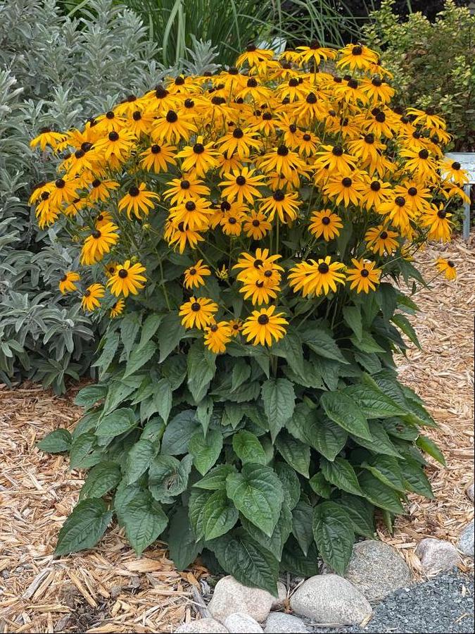 'Goldsturm' Black Eyed-Susan