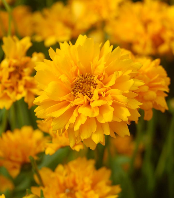 'Early Sunrise' Tickseed