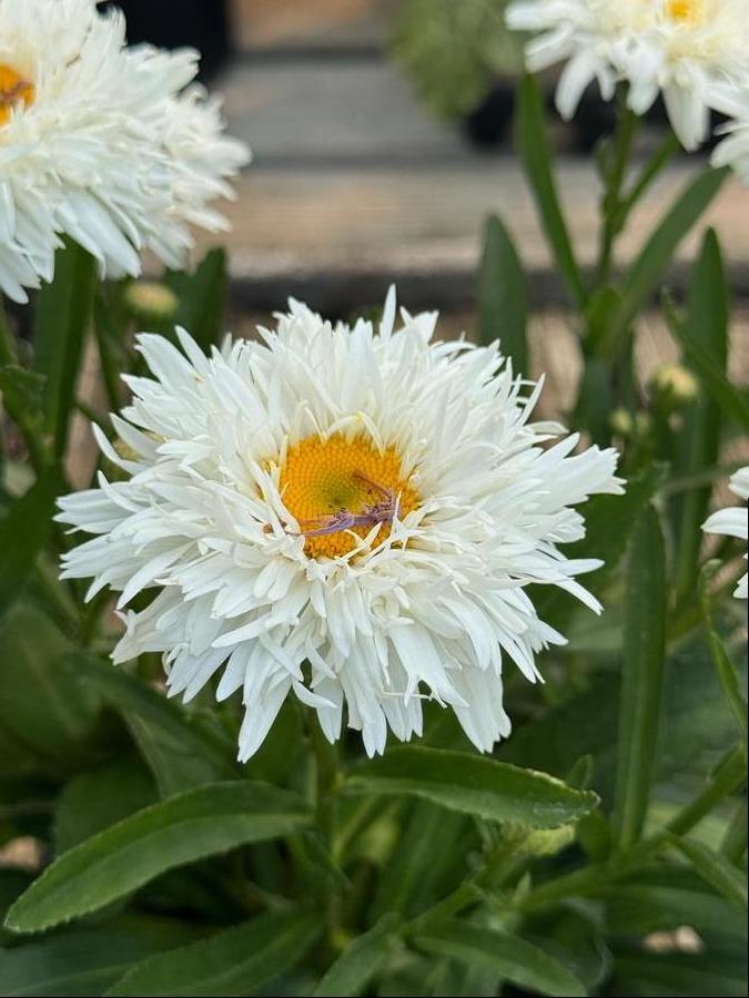 'Rebecca' Shasta Daisy